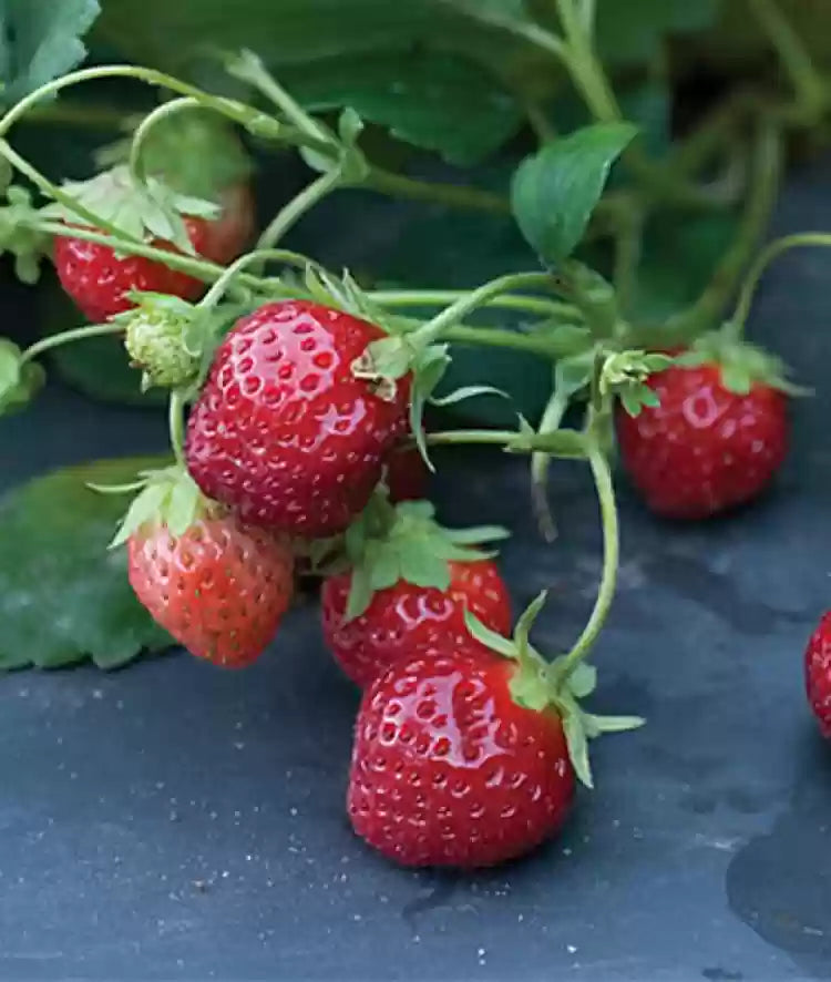 Mara des Bois – Spring-Planted – Strawberry Seeds