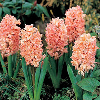 Gipsy Queen Hyacinth Seeds