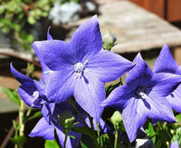 Heirloom Non-GMO Balloon Flower Seeds – Unique Perennial Flower Seeds for Garden Planting