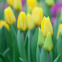 Yellow Tulip Flower Seeds for Planting – Vibrant Blooms, Heirloom, Non-GMO Seeds