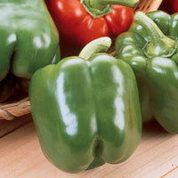 King Arthur – Bell Pepper Seed