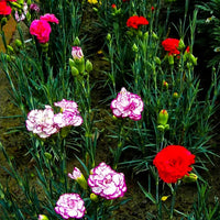 Carnation- Enfante de Nice Mix