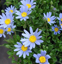 Felicia- Little Sapphire (seedling)