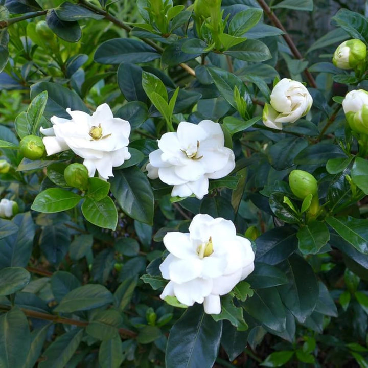 White Gardenia Jasminoides Flower Seeds for Planting | Heirloom, Non-GMO, Organic Seeds