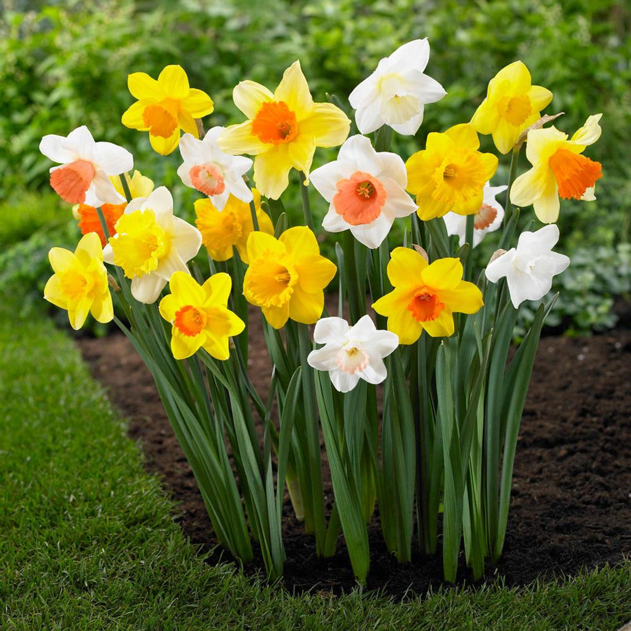 Giant Trumpet Daffodils for Naturalizing Seeds