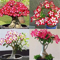 Organic Mixed Adenium Obesum Flower Seeds for Planting – Heirloom, Non-GMO