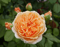 Rose- Crown Princess Margareta