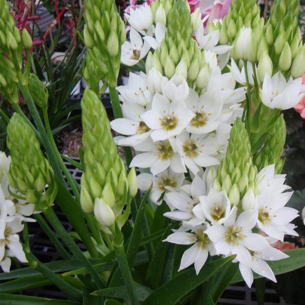 Chincherinchee