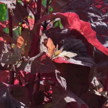 Ruby Red Orach – Organic Green Seed
