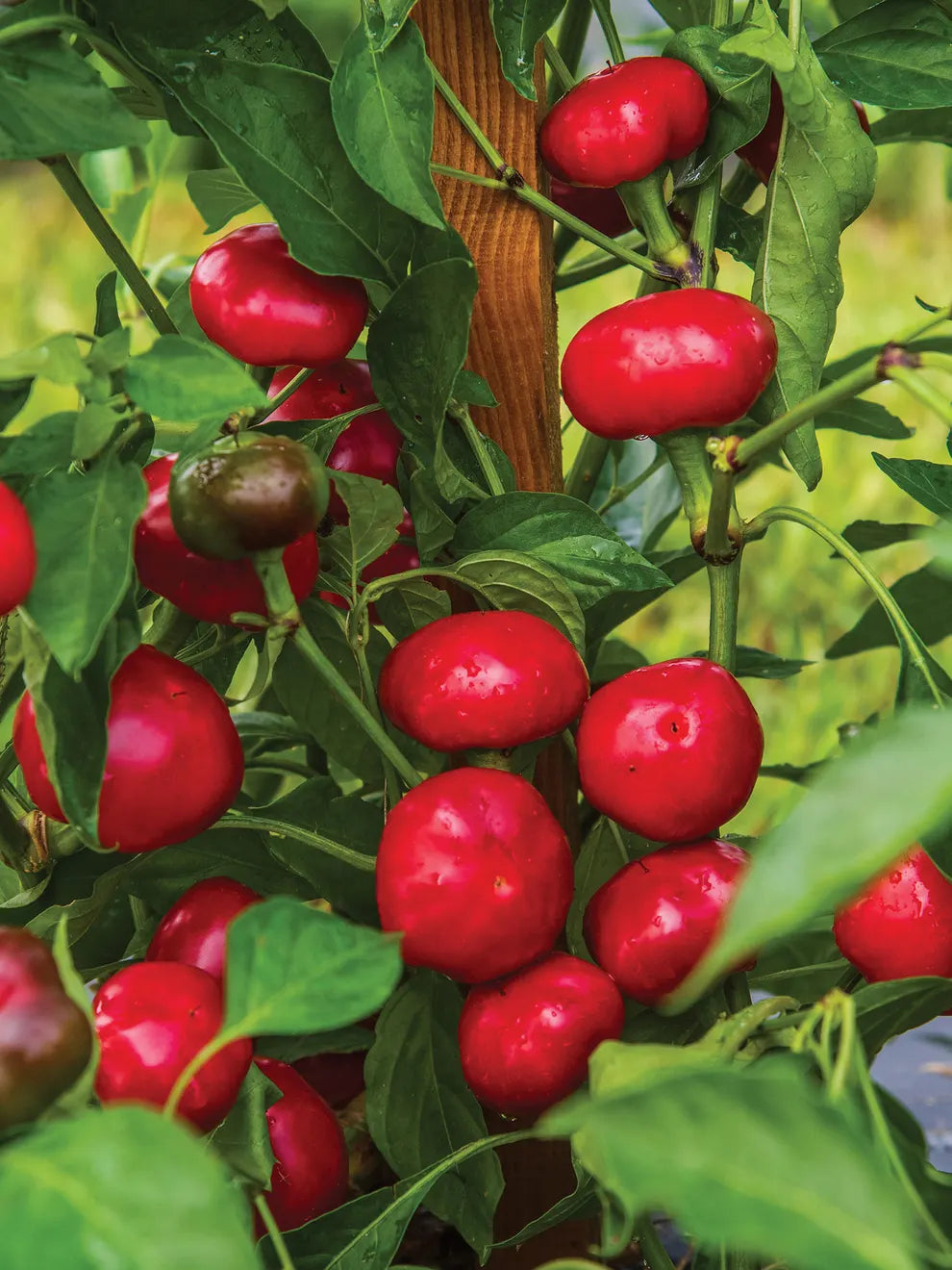 Capperino – Hot Cherry Pepper Seed