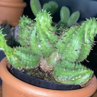 Euphorbia Spiralis Plant Seeds – Heirloom, Non-GMO, Unique Spiral Succulent for Garden Planting