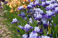Reblooming Bearded Iris Collection