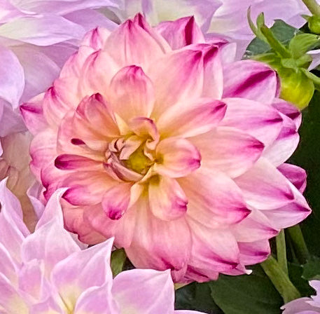 Dahlia- Atlantic Jewels (Tuber)