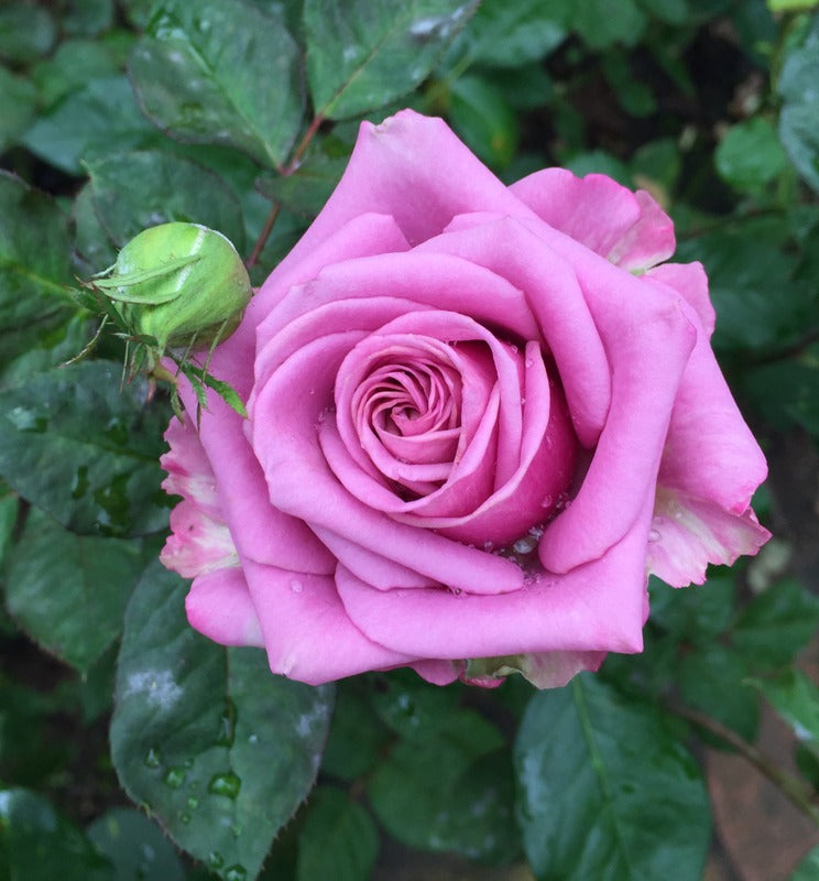 Fragrant Plum Grandiflora Rose