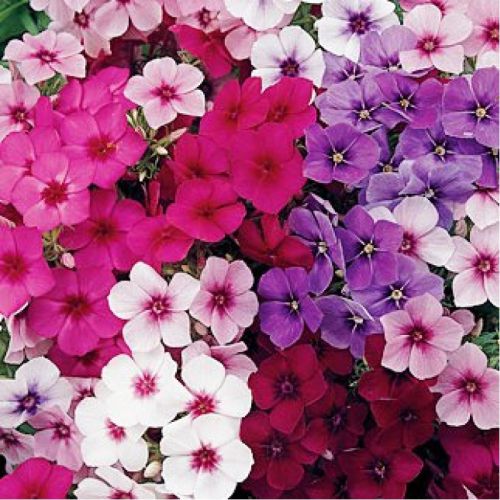 Tall Phlox Mixture Super Sak