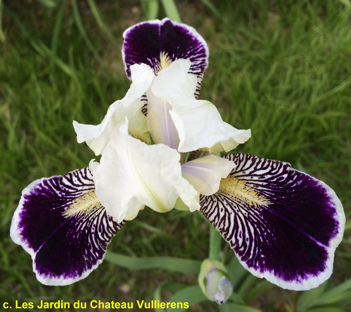 Frosted Velvet Dwarf Bearded Iris