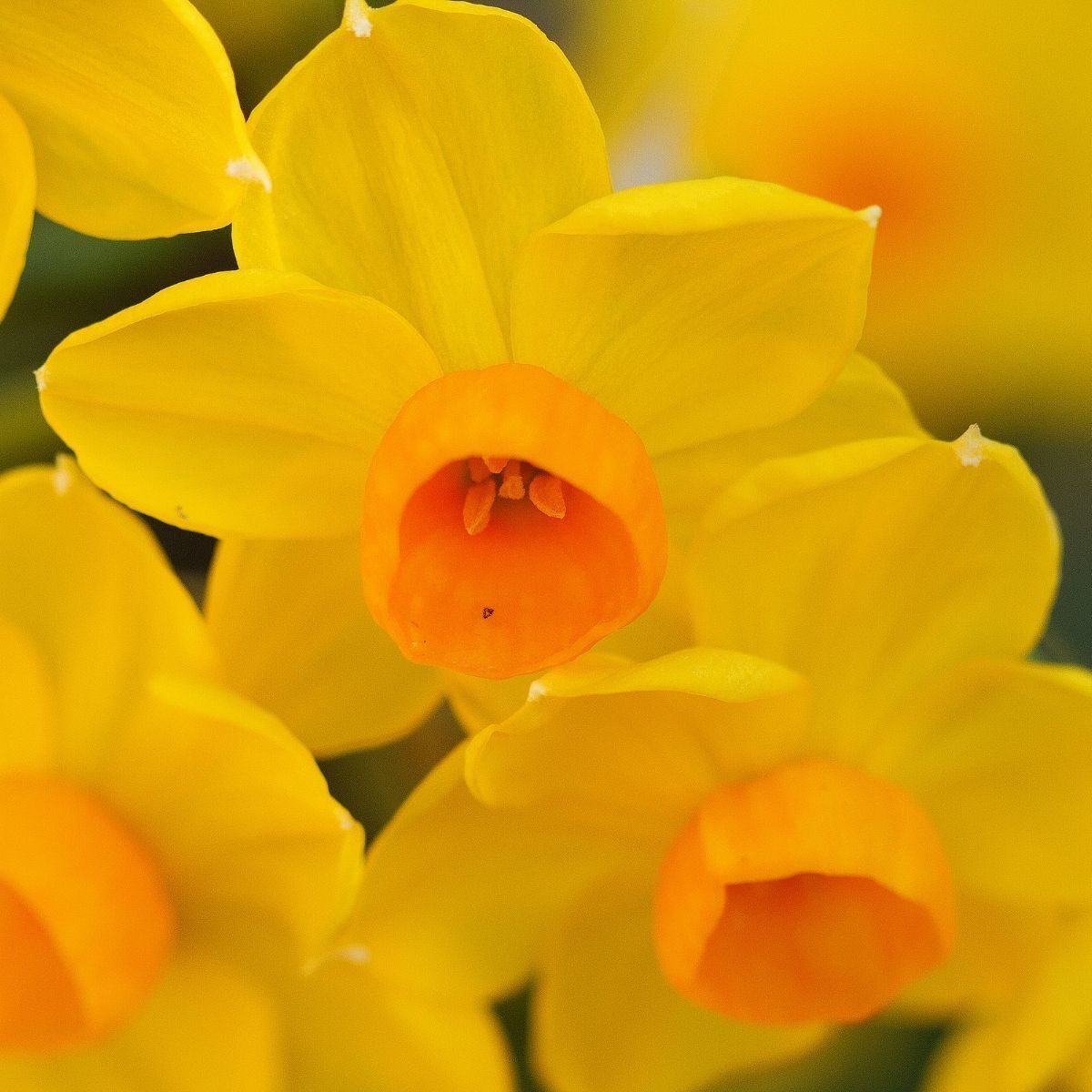 Jonquil- Soleil d'Or