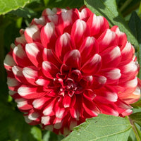 Dahlia- Fire and Ice (Tuber)