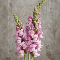 Costa Summer Lavender III – Snapdragon Seed