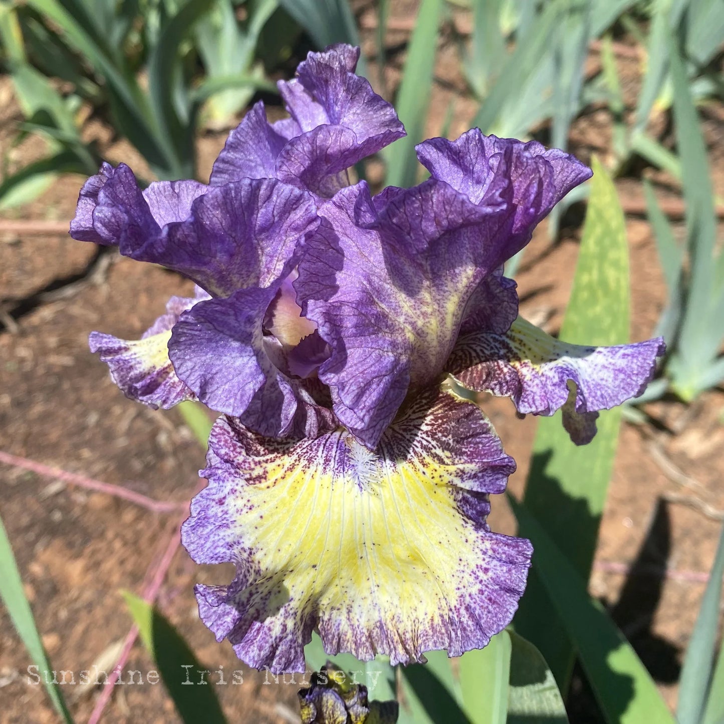 Foolish Dreamer Bearded Iris