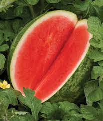 Gentility – Watermelon Seed