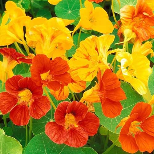 Nasturtium- Jewel Mix