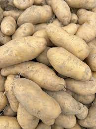 Russian Banana – Potatoes Seed