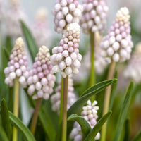 Pink Grape Hyacinth Seeds
