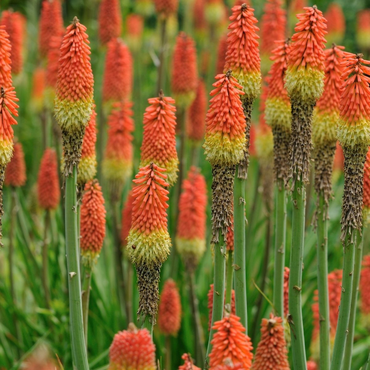 Red Hot Poker Mixture