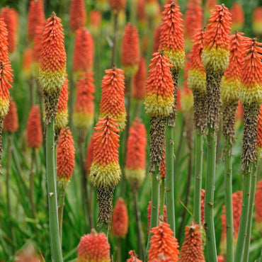 Red Hot Poker Mixture