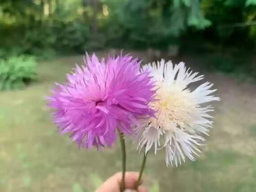 Cornflower Seeds – Imperialis Mix