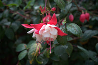 Heirloom Non-GMO Fuchsia Flower Seeds for Vibrant Hanging Baskets and Garden Planting