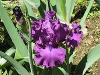 Vicar Bearded Iris