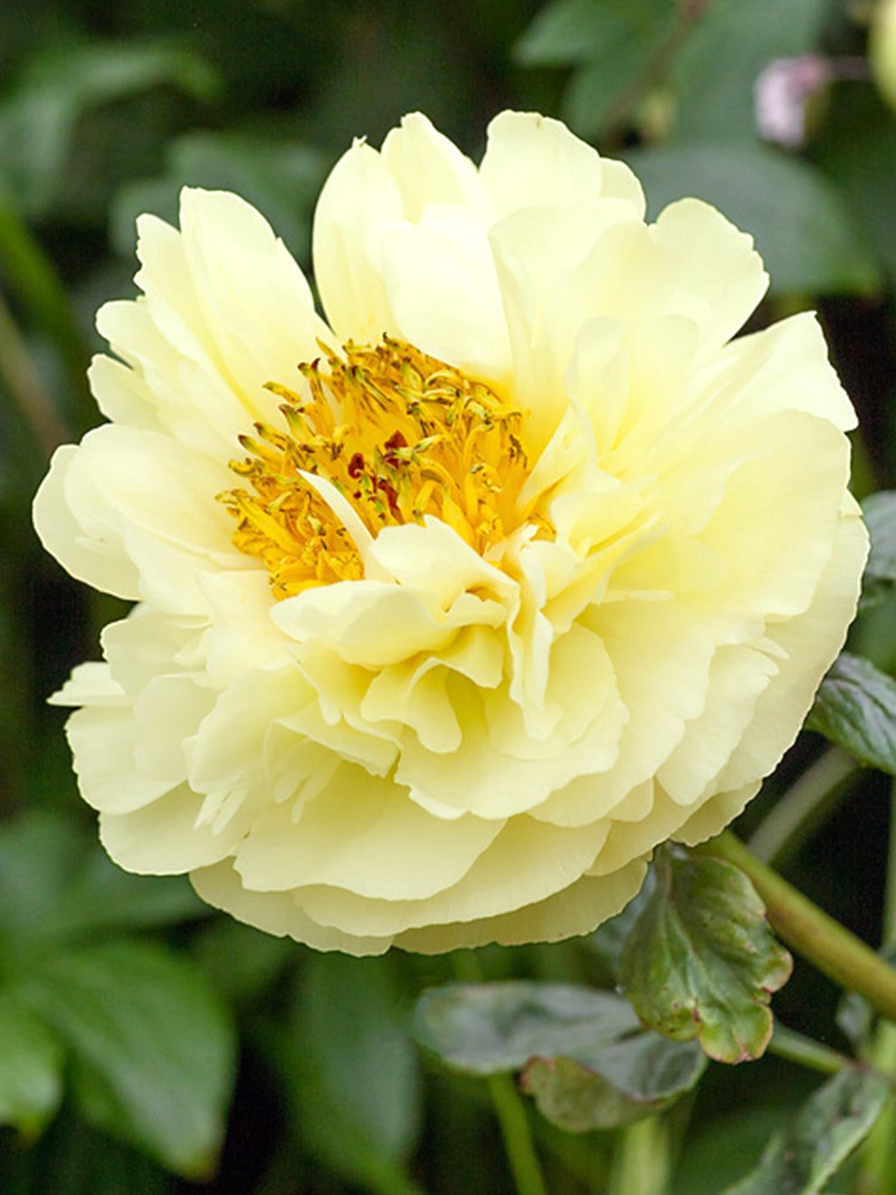 Herbaceous Peony- Lemon Chiffon