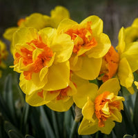 Sizzling Fire Daffodil Seeds