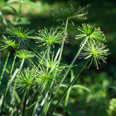 Heirloom Non-GMO Green Cyperus Papyrus Flower Seeds for Ornamental Water Garden Planting