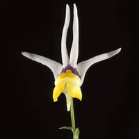 Heirloom Non-GMO Mixed Nemesia Masquerade Flower Seeds for Colorful Garden Display Planting