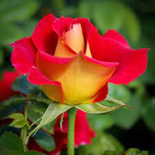 Ketchup & Mustard Rose