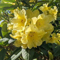 Heirloom Yellow Rhododendron Flower Seeds for Planting – Non-GMO Perennial Garden Blooms