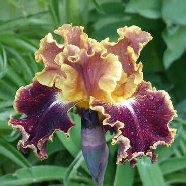 Montmartre Bearded Iris
