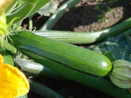 Dunja – Organic Zucchini Squash Seed