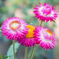 Bright Rose – Strawflower Seed