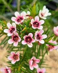 Heirloom Non-GMO Geraldton Flower Seeds for Vibrant Garden Displays and Outdoor Planting