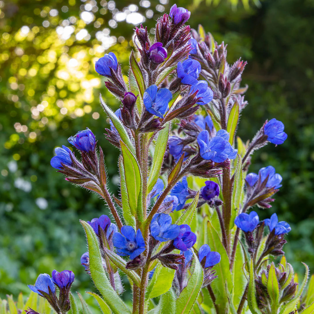 Loddon Royalist Anchusa