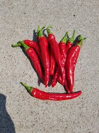 Red Rocket – Organic Cayenne Pepper Seed
