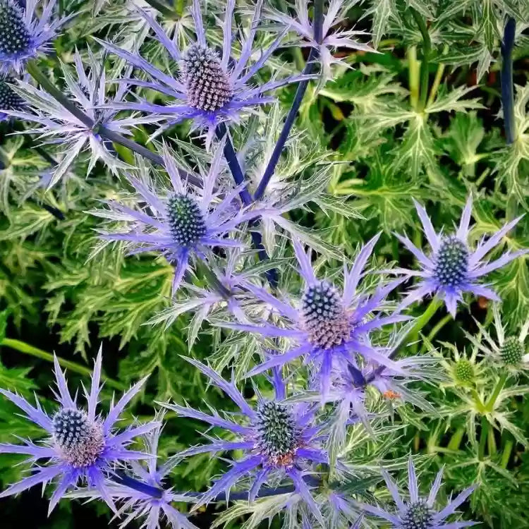 Mediterranean Sea Holly