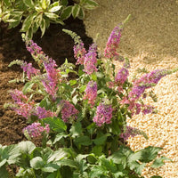 Jumbo Kaleidoscope Butterfly Bush