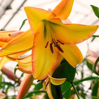 Oriental Trumpet Lily- Rising Moon