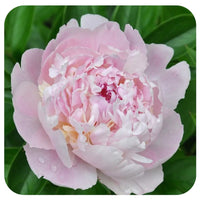 Eden's Perfume Peony