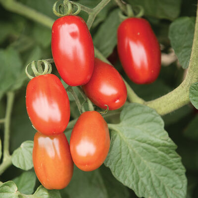 Five Star Grape – Organic Tomato Seed